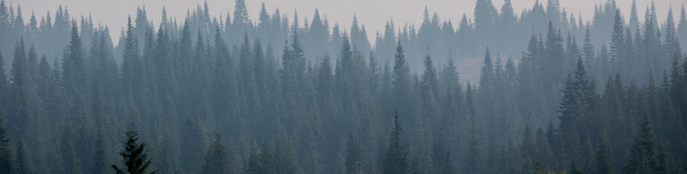 Reporting hero large - trees