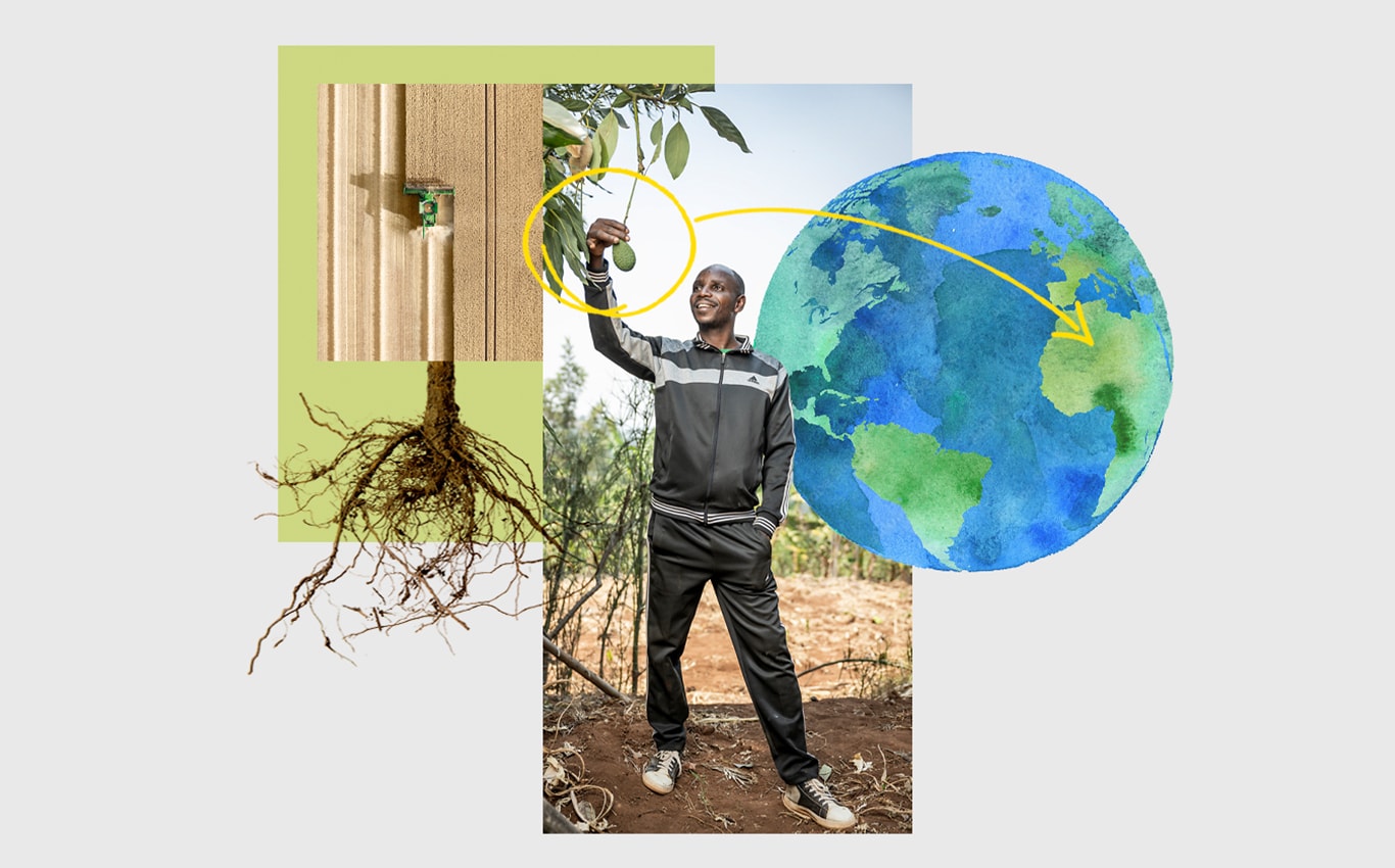 John Deere 青贮收割机在田间的俯视图，有人抓着挂在树上的鳄梨，一个箭头指向地球插图上的非洲。
