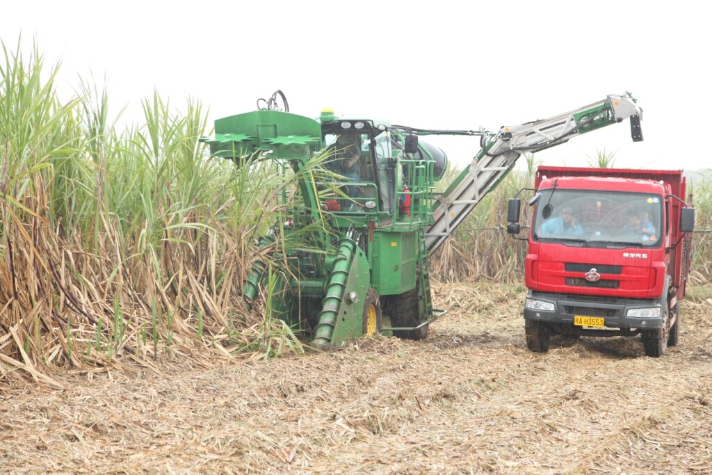 新型甘蔗收割机现场作业