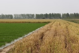 邓汉清对东坝头农场感情深厚，由于管理得好，东坝头农场的小麦很少倒伏。5月底，水稻也开始育秧了。